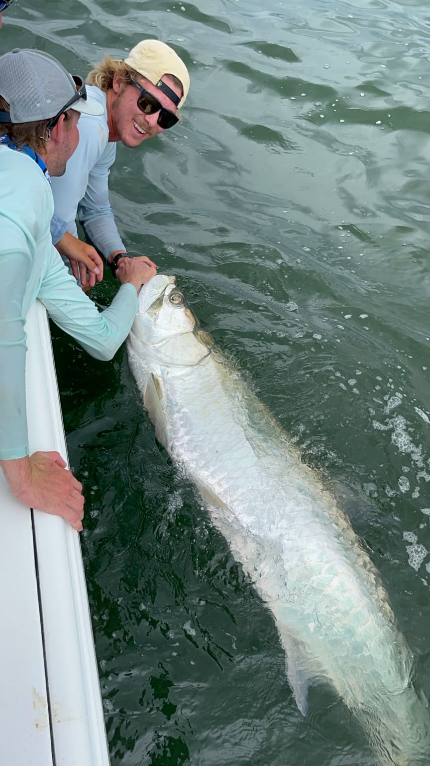 A silver tarpon held boatside for a healthy catch and release